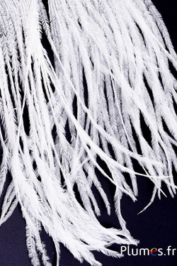 Autruche barbules - 8-15 cm - blanc